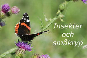 Till bilder på insekter och småkryp