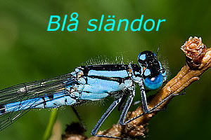 Bl trollslndor