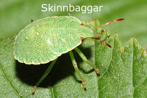 Skinnbaggar