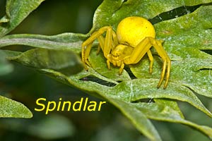 Ett par spindlar