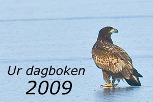 2009