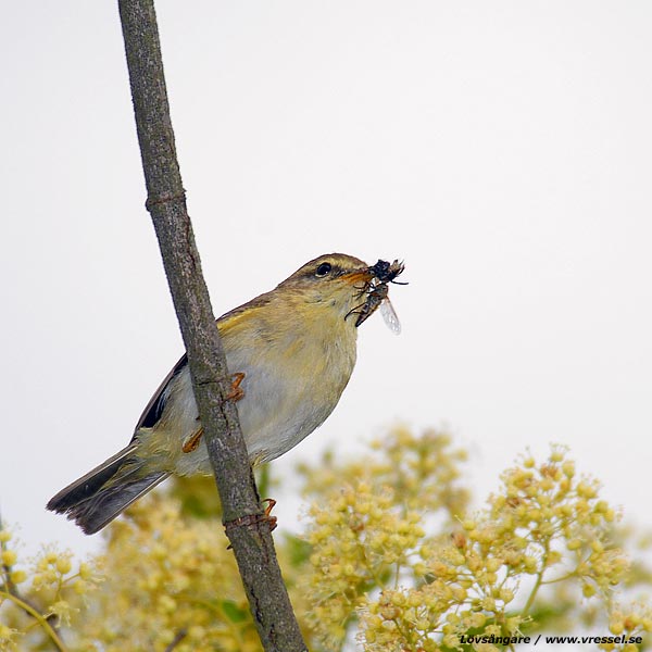 Phylloscopus trochilus