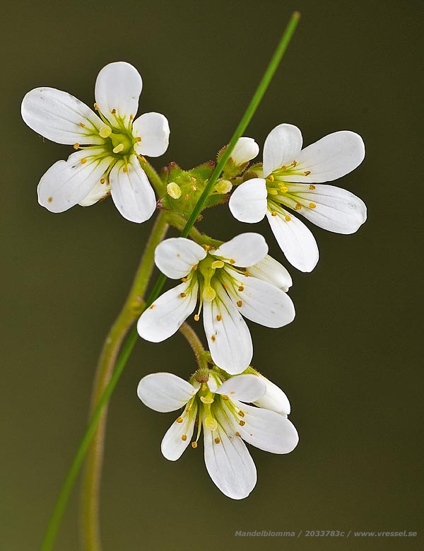 Saxifraga granulata