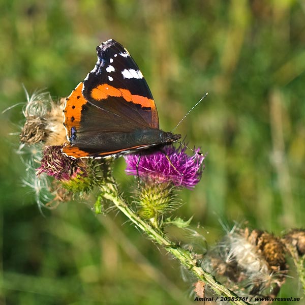 Vanessa atalanta