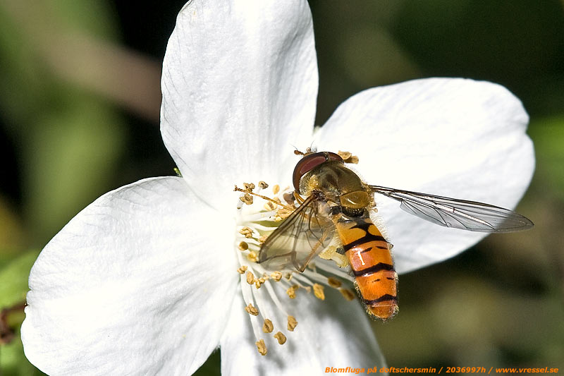 Blomfluga på doftschersmin