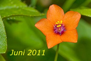 Juni 2011