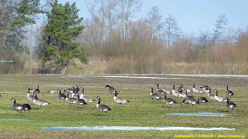 Branata canadensis