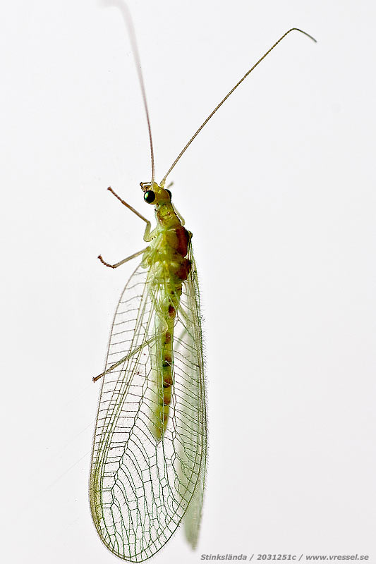 Chrysopa perla