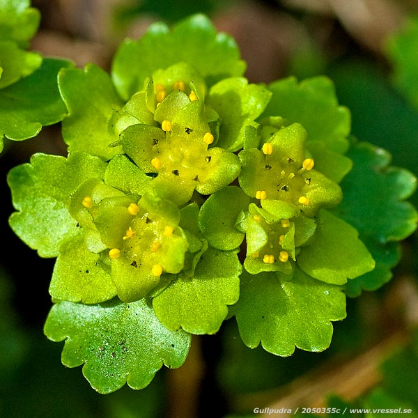 Chrysosplenium alternifolium