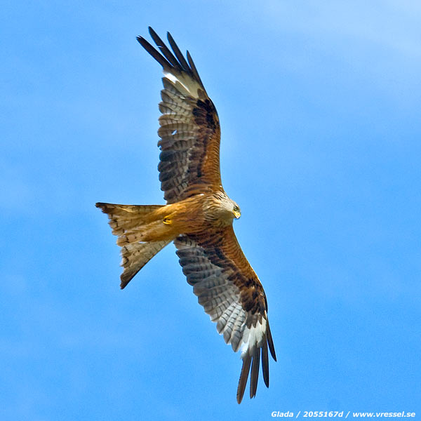 Milvus milvus