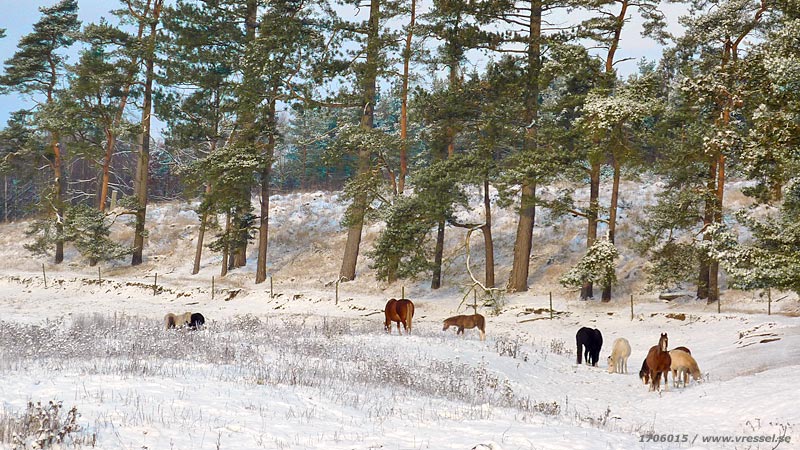 Hästar i snöigt landskap.