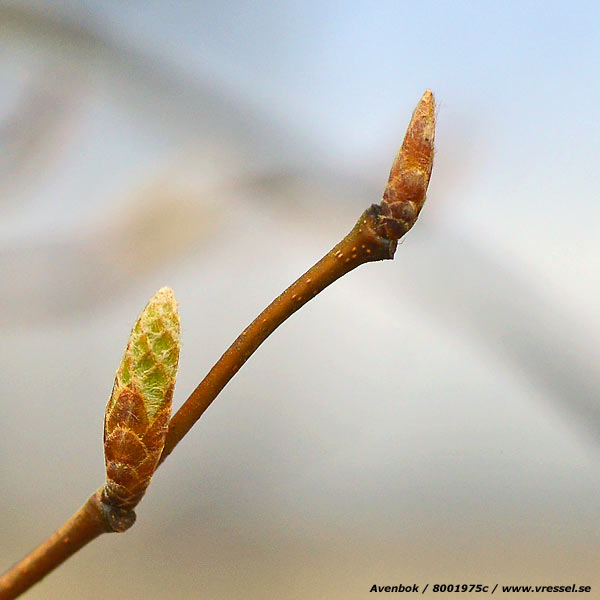 Carpinus betulus