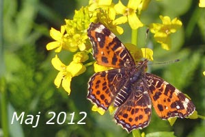 Maj 2012