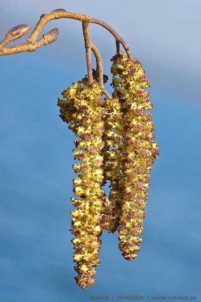 Alnus glutinosa
