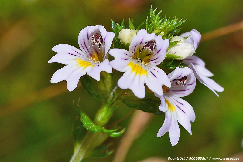 Euphrasia brevipila