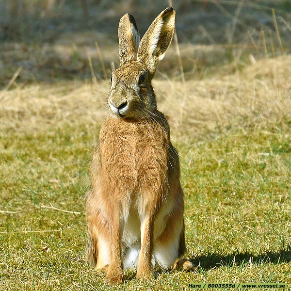 Hare.
