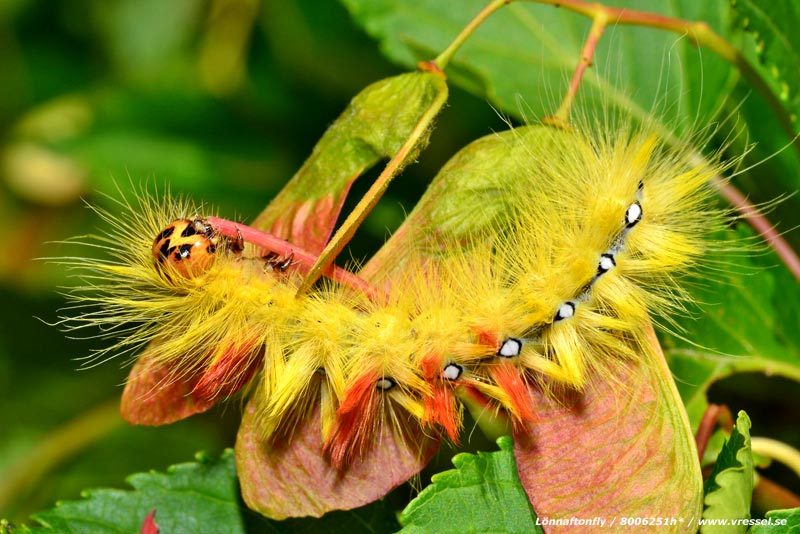Lönnaftonfly.