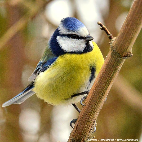 Parus caeruleus.