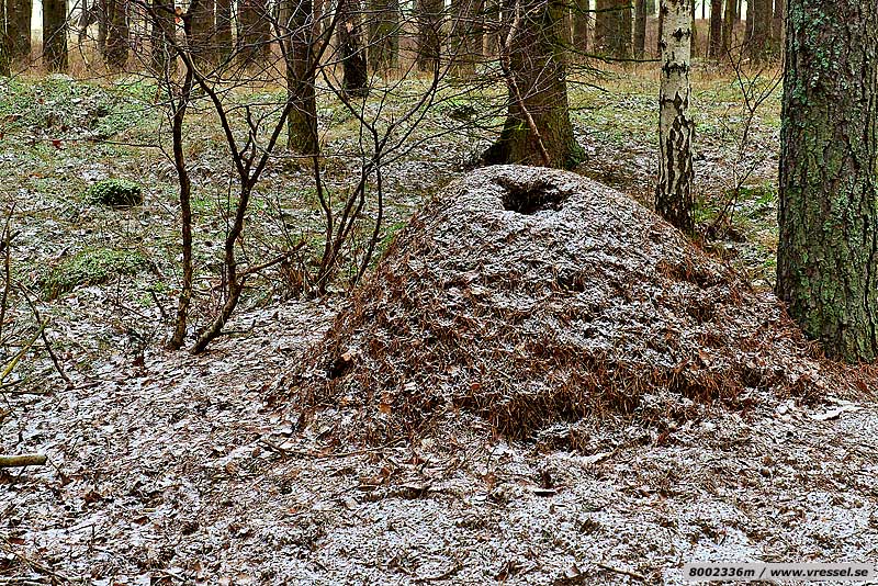 En skadad myrstack.