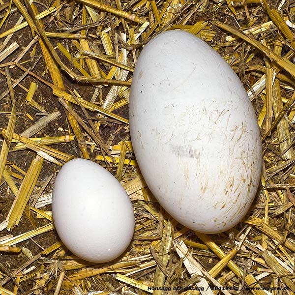 Hönsägg och gåsägg.