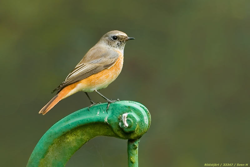Phoenicurus phoenicurus