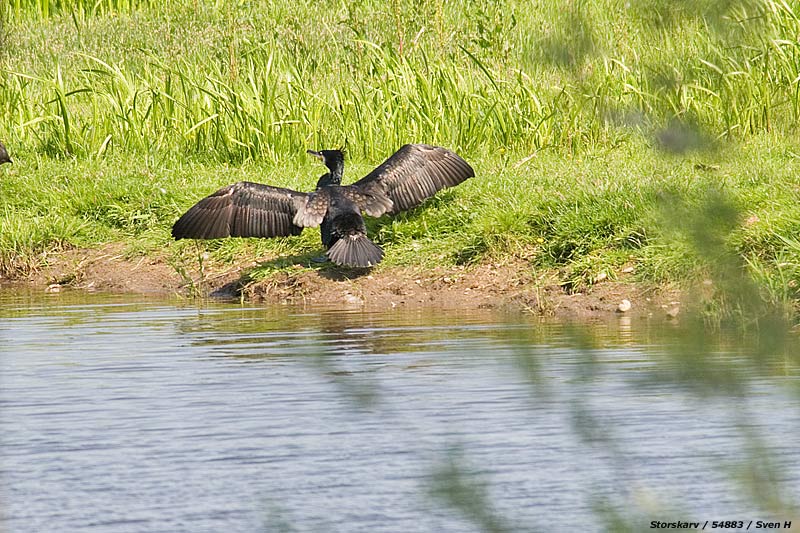 Phalacrocorax carbo