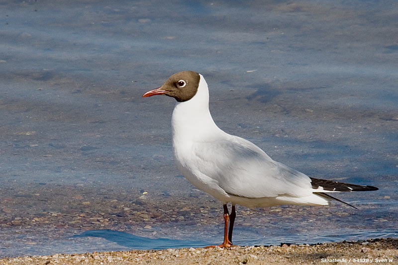 Larus ridibundus