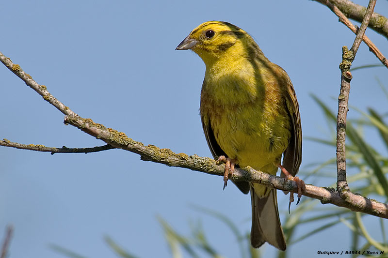 Emberiza citrinella
