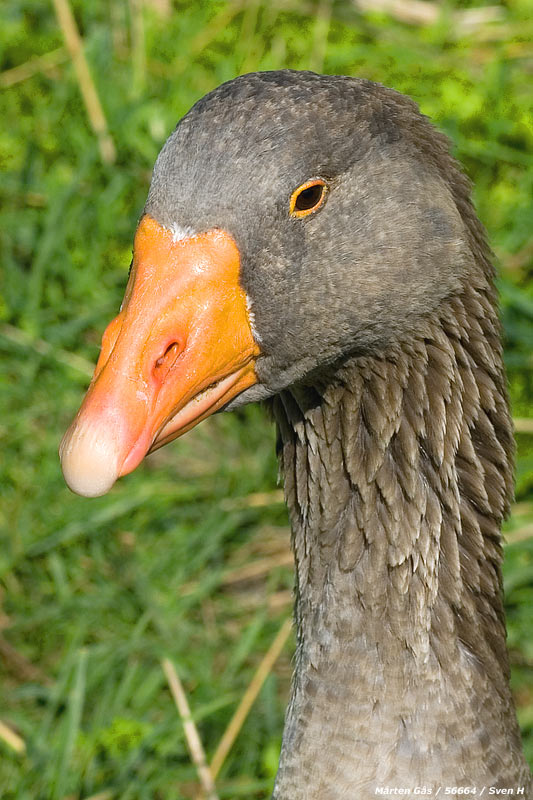 Mårten