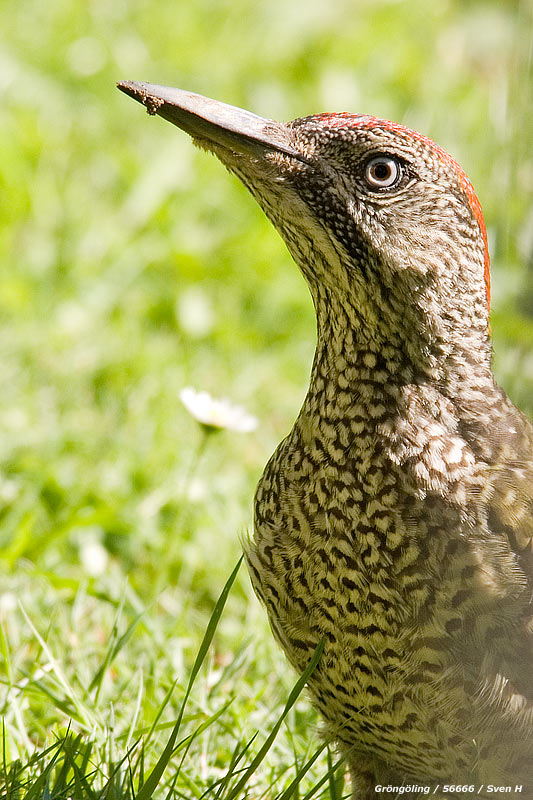 Picus viridis