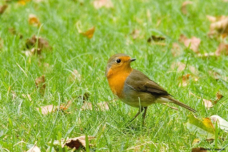 Erithacus rubecula