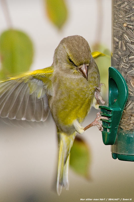 Carduelis chloris