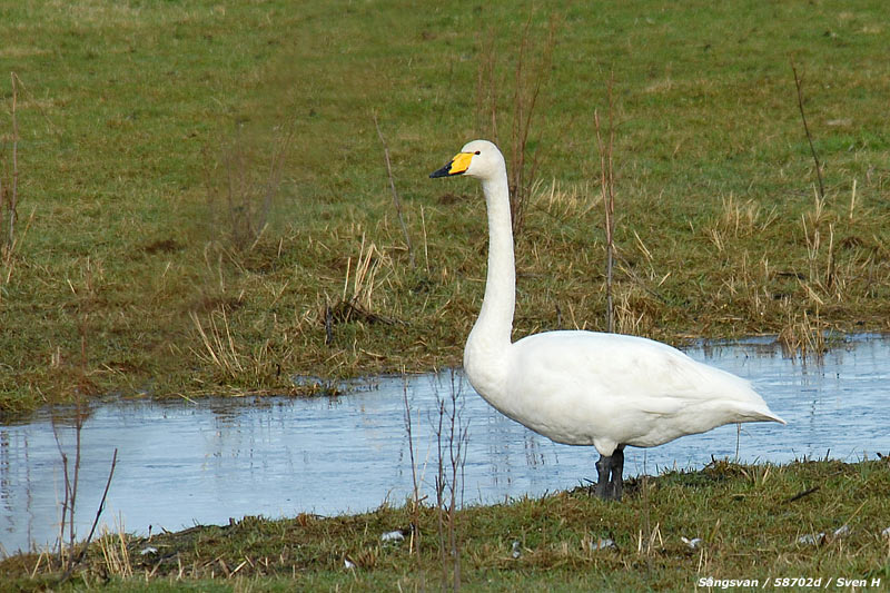 Sångsvan