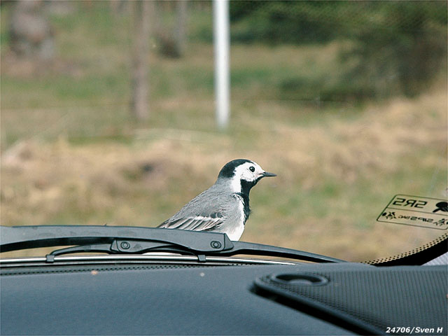 Sädesärla