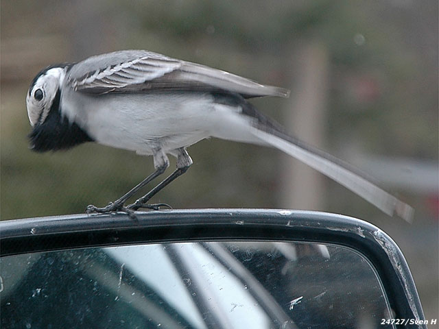 Sädesärla
