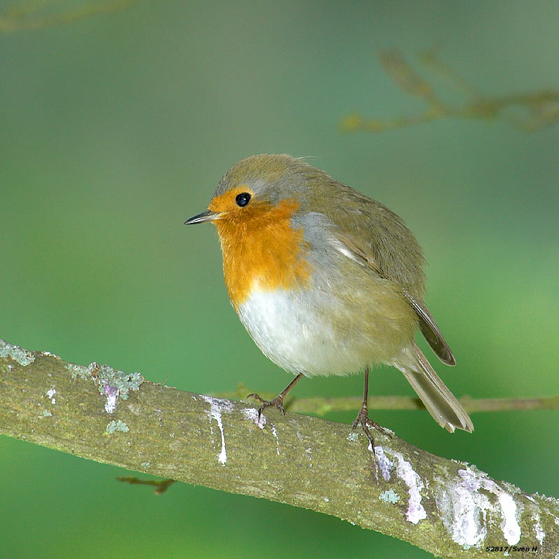 Erithacus rubecula