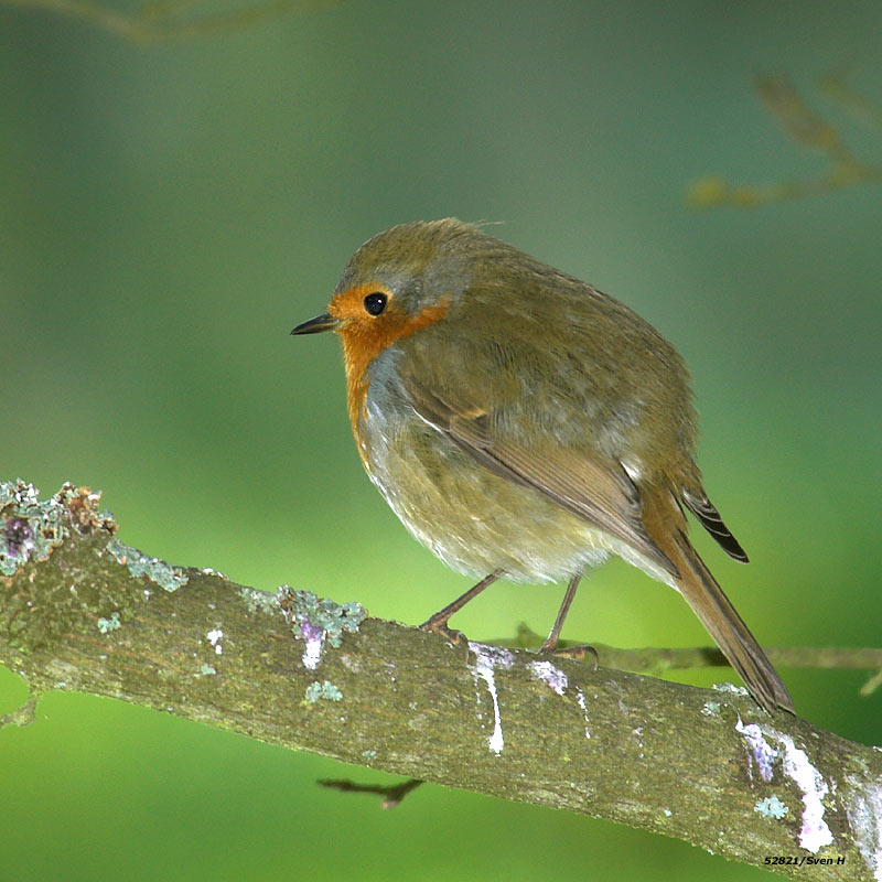 Erithacus rubecula