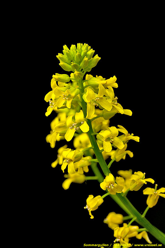 Barbarea vulgaris