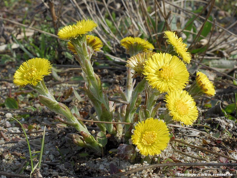 Tussilago