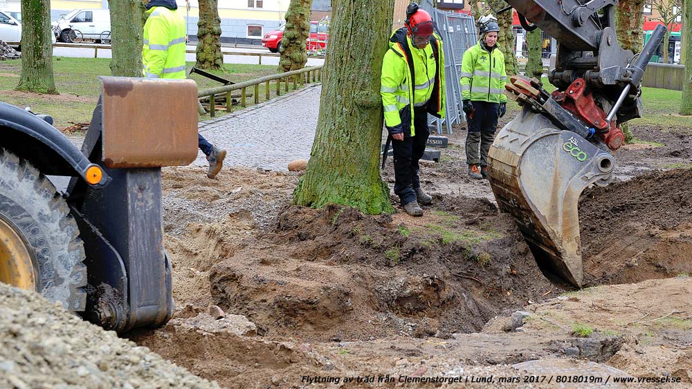 Flyttning av tr�d fr�n Clemenstorget i Lund.