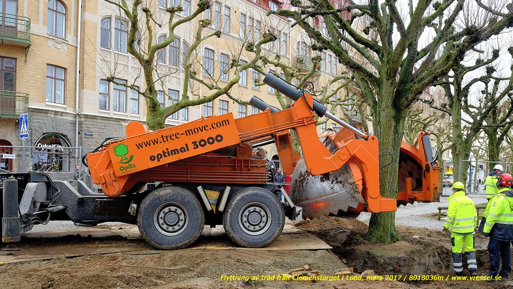 Flyttning av tr�d fr�n Clemenstorget i Lund.