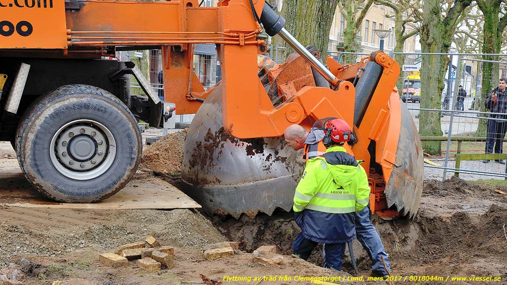 Flyttning av tr�d fr�n Clemenstorget i Lund.