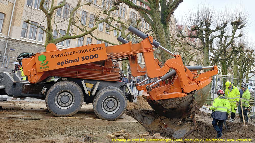Flyttning av tr�d fr�n Clemenstorget i Lund.