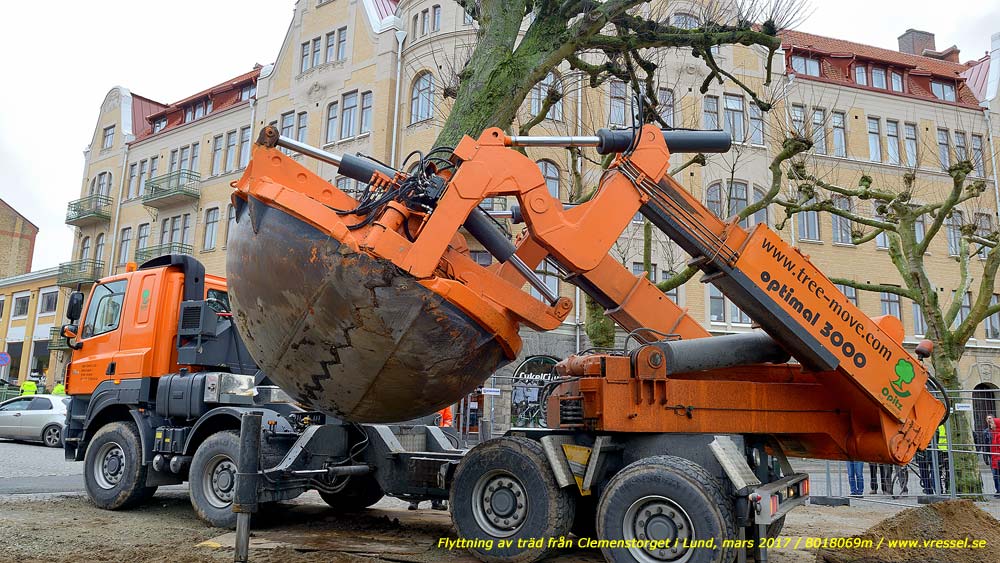 Flyttning av tr�d fr�n Clemenstorget i Lund.