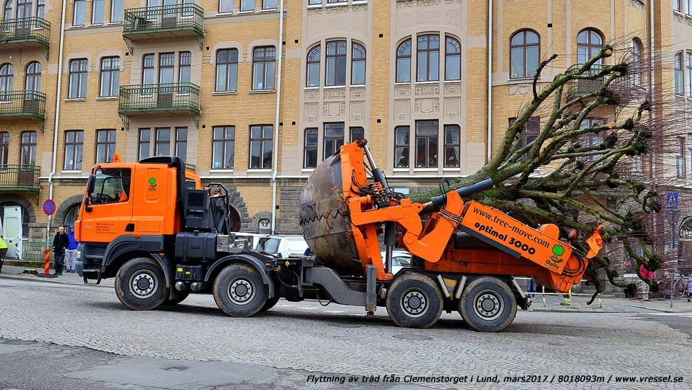 Flyttning av tr�d fr�n Clemenstorget i Lund.
