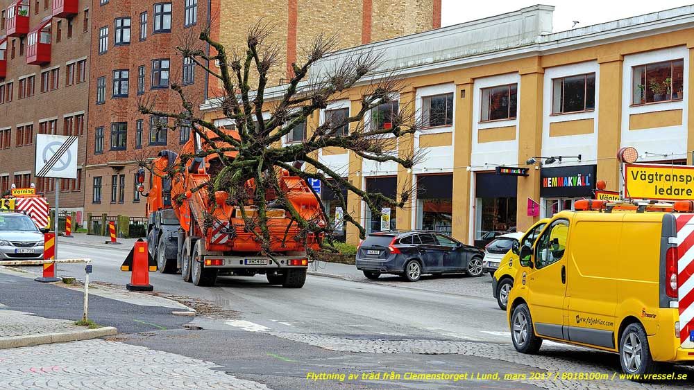 Flyttning av tr�d fr�n Clemenstorget i Lund.