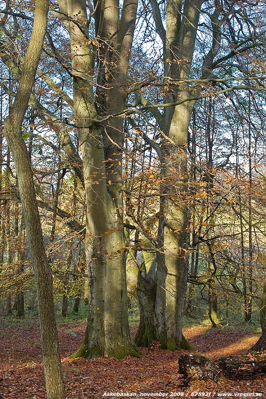 �skeb�skan, november 2008.