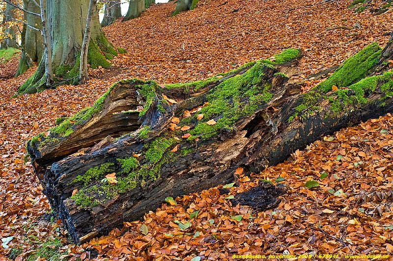 �skeb�skan, november 2008.
