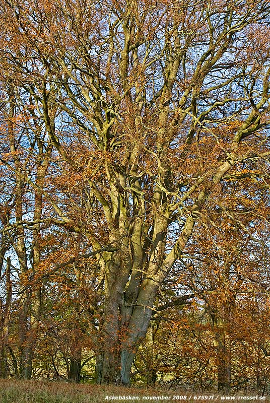 �skeb�skan, november 2008.