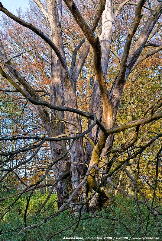 �skeb�skan, november 2008.